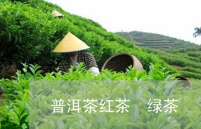 普洱茶红茶 绿茶/2023041176163